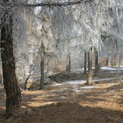 Ojíněné modříny